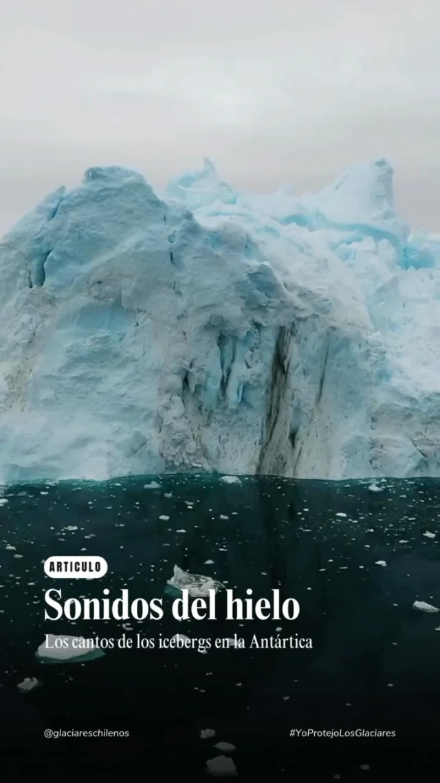 #SONIDOGLACIAR 🔵 Parece el canto de una ballena, pero en realidad, ¡es un canto glaciar! ❄️ Los icebergs emiten sonidos cuando se fracturan, desprenden y derriten, generando vibraciones que, aunque imperceptibles para el oído humano, pueden ser registradas por instrumentos especializados.

🌎 Tanto en el Ártico como en la Antártica, los científicos estudian estos sonidos para comprender mejor el ciclo de vida de los icebergs y cómo el cambio climático está alterando sus procesos. En la Antártica, donde las masas de hielo son aún más grandes, estos sonidos son más intensos y juegan un papel clave en la acústica del océano.

🐋 Pero eso no es todo… Investigaciones recientes sugieren que estos sonidos podrían estar afectando la comunicación de la fauna marina. En las últimas décadas, los cantos de las ballenas azules se han vuelto más graves y han cambiado su intensidad en ciertas épocas del año. Esto se debe a que los armónicos de los icebergs comparten frecuencias con los cantos de estos cetáceos y otras especies.

El canto de los icebergs nos recuerda que la naturaleza tiene su propio lenguaje, uno que los científicos apenas comienzan a descifrar. Y tú, ¿habías escuchado los sonidos glaciares? 👇🏻👀

🔗 Descubre más en nuestro artículo completo. Encuentra el enlace en nuestras historias y bio 📲

“Las acciones y decisiones que tomemos el día de hoy, construirán el futuro para la naturaleza, comunidades y glaciares”
~Fundación Glaciares Chilenos~

📝 Artículo: Sandra Mendoza @sanveronicaa
📸 Video final: @krismarkovska
📕 Fuente y audios: Vera Schlindwein, investigadora y profesora de sismología polar y marina vía @bbcmundo

🔵 Apoya el trabajo voluntario de nuestra fundación, realizando una donación desde los $3.000 en el link en nuestra bio.

#glaciareschilenos #yoprotejolosglaciares #iceberg #antártica #ártico #antartic #artic #ice #icesound