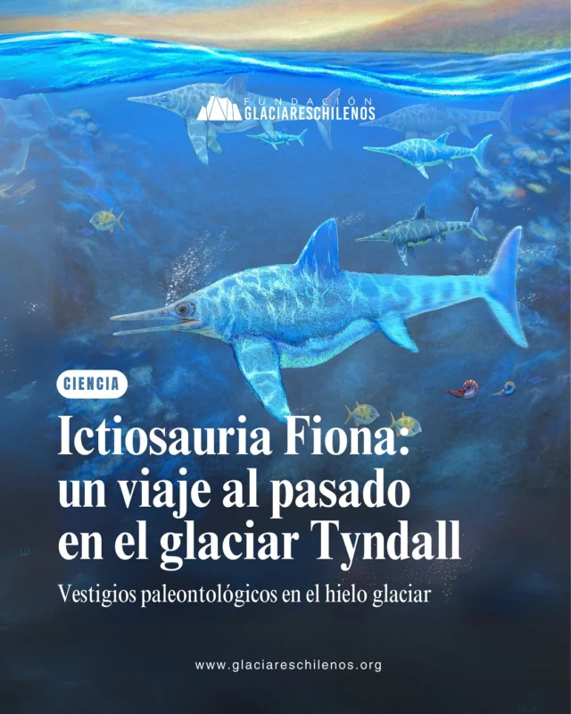 #CIENCIA 🔵 ¡Un hallazgo que une los glaciares y la paleontología! En el Parque Nacional Torres del Paine fue excavado el primer ictiosaurio completo de Chile: Fiona, una hembra preñada de más de 131 millones de años 🦕

🌊 Entre el Triásico Inferior y el Cretácico Superior, los ictiosaurios, antiguos reptiles marinos, habitaron los océanos del planeta. En ese entonces, la actual Patagonia chilena estaba completamente cubierta por el mar.

🧊 ¿Sabías que el retroceso del glaciar Tyndall permitió este descubrimiento? La pérdida de masa glaciar, causada por el cambio climático, dejó al descubierto fósiles que llevaban millones de años ocultos bajo el hielo.

“La pérdida de masa glaciar expone fósiles a la intemperie. El agua y los cambios de temperatura aceleran su erosión y fragmentación y, con el tiempo, son arrastrados por el viento, poniendo en riesgo su conservación.” - Dra. Judith Pardo Pérez @judith_pardo_perez

🔍 Este descubrimiento no solo fue un hito científico, también generó un profundo impacto educativo y social al fortalecer el vínculo entre la comunidad y su patrimonio natural.

📍 Hoy, Fiona se encuentra en el Museo de Historia Natural Río Seco @mhnrioseco_oficial @monumentos_cl en Punta Arenas, donde puedes conocerla y maravillarte con su historia.

💬 ¿Te imaginabas que el retroceso glaciar podría revelar fósiles milenarios? Cuéntanos en los comentarios qué fue lo que más te sorprendió de esta historia 👇🏻

🔗 Lee la crónica completa y sumérgete en este viaje al corazón del hielo. Encuentra el enlace en nuestras historias y bio 📲

📝 Artículo: Matías Carvajal @matiascarvajal1048
❄️ Investigadora: Judith Pardo @judith_pardo_perez @udemagallanes 
🎨 Ilustración: Mauricio Alvarez @mauricio_alvarez_art 

“Las acciones y decisiones que tomemos el día de hoy, construirán el futuro para la naturaleza, comunidades y glaciares”
~Fundación Glaciares Chilenos~

🔵 Si valoras nuestro trabajo, puedes apoyarnos con una donación desde $3.000. Comenta GLACIAR y te enviamos más información.

#glaciareschilenos #yoprotejolosglaciares #glaciartyndall #patrimoniopaleontológico #ictiosaurio #torresdelpaine #consejodemonumentos #paleontologia